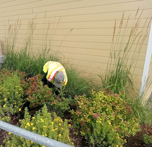 Potentilla, feathergrass, spirea