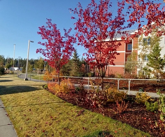 street trees shrubs fall colour