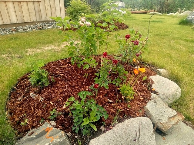 northern perennials gardening north of 60