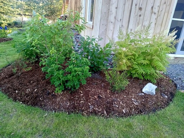 false spirea, hansa roses, lilac, 'Turkestan'burning bush