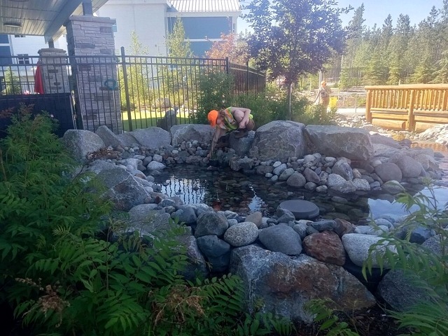 water plants, false spirea, pond, bridge